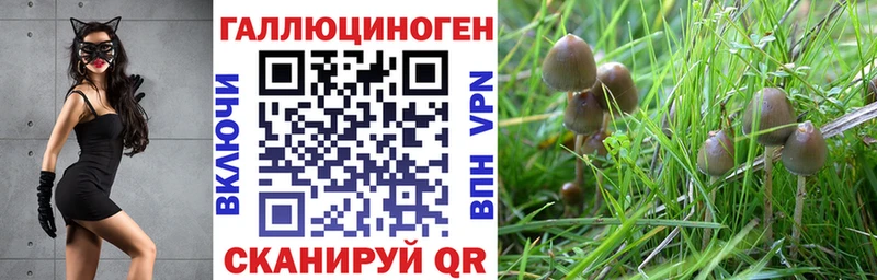 наркошоп  Ясный  Галлюциногенные грибы Psilocybe 